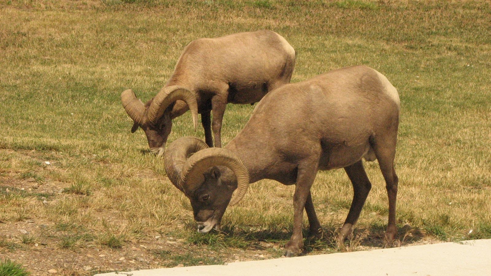 Bam-Bam the bighorn sheep ram (in foreground) liked to butt heads with another ram, until that ram was killed by a mountain lion. Then Bam-Bam took to ramming cars in Sinks Canyon State Park near Lander.