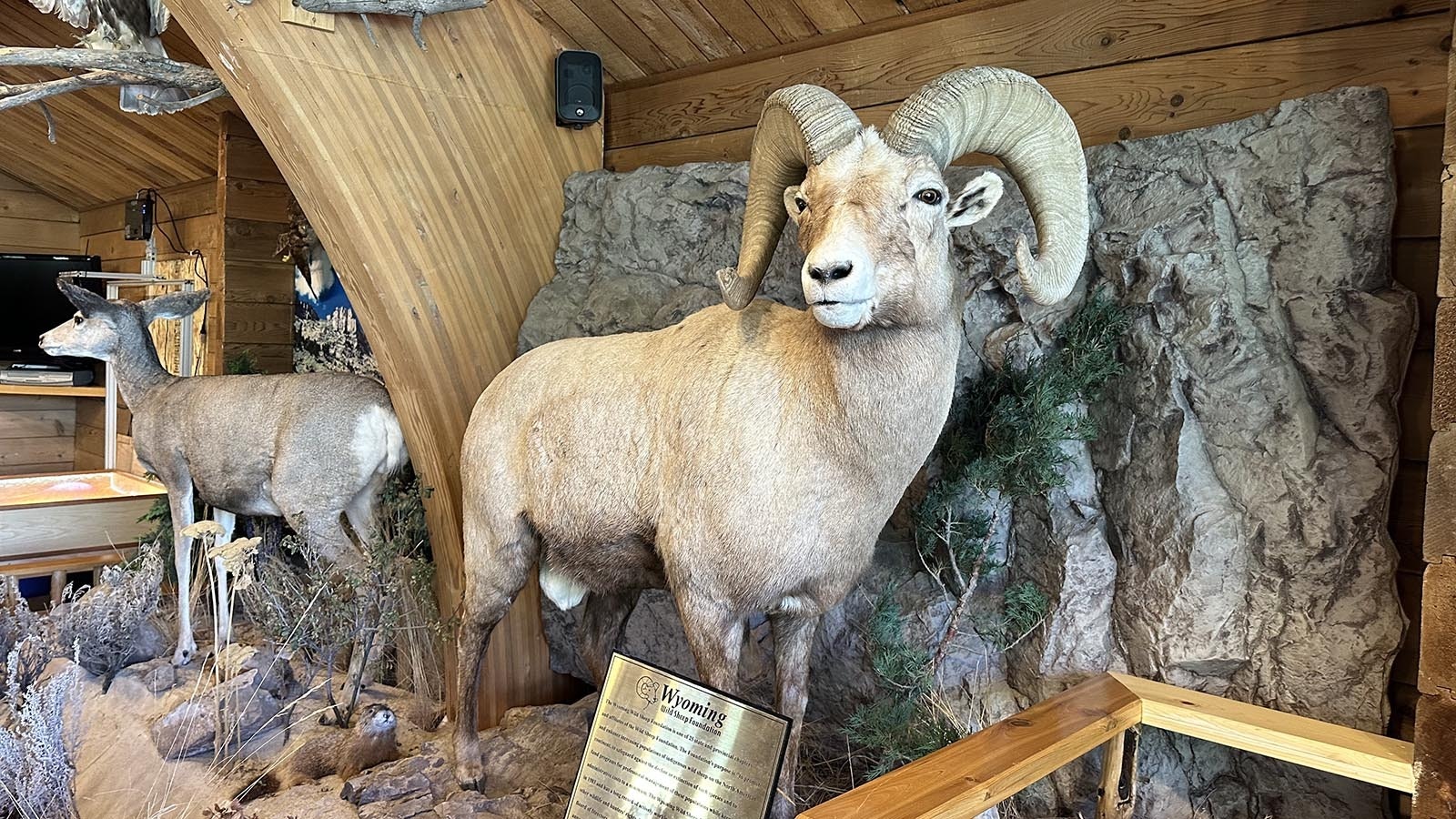 Bam-Bam was a Rocky Mountain bighorn sheep ram that lived in the Sinks Canyon area near Lander. After he died of natural causes in 2013, he was immortalized in this full-body taxidermy mount, on display at the Sinks Canyon State Park visitors center.