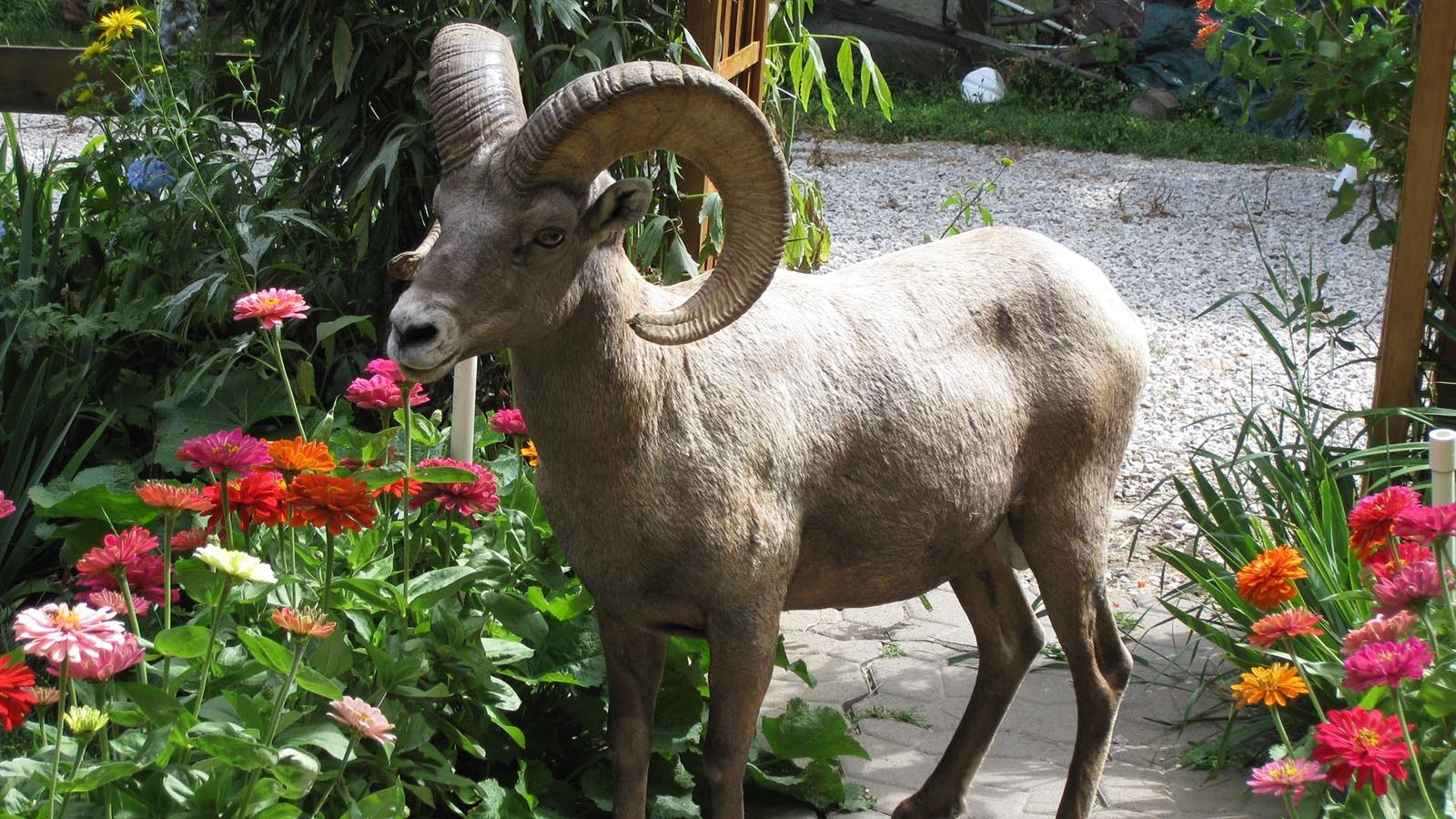 Bam-Bam, a bighorn sheep ram that lived in Sinks Canyon State Park near Lander, liked to visit the home of Jack and Diantha States and eat their flowers.