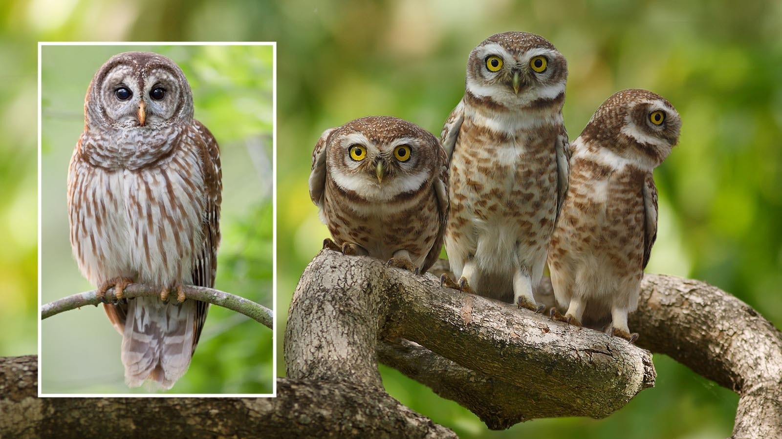 A barred owl, inset, with a group of spotted owls.