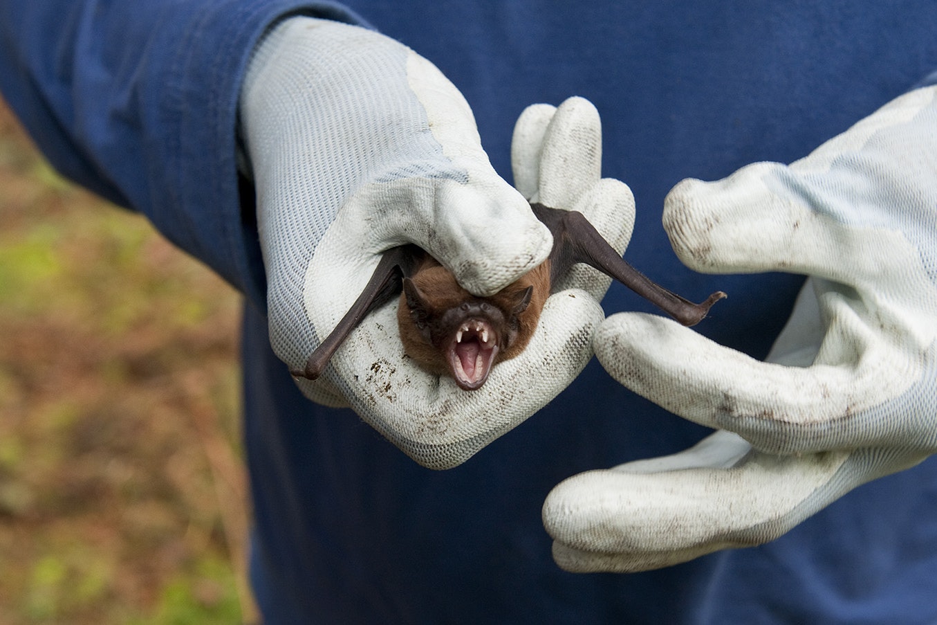 Bats, like the one in this file photo, are a leading carrier of rabies.