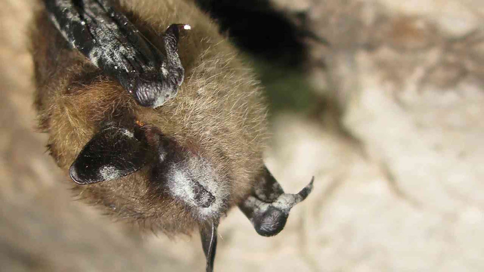 Bats with white-nose syndrome can be identified by the white coloring the disease causes around their snouts.