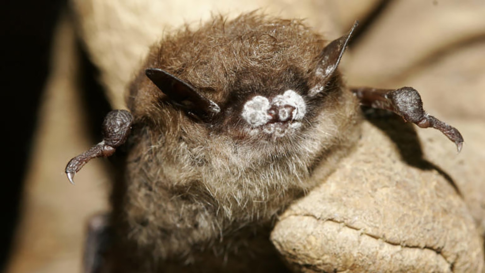 Bats with white-nose syndrome can be identified by the white coloring the disease causes around their snouts.