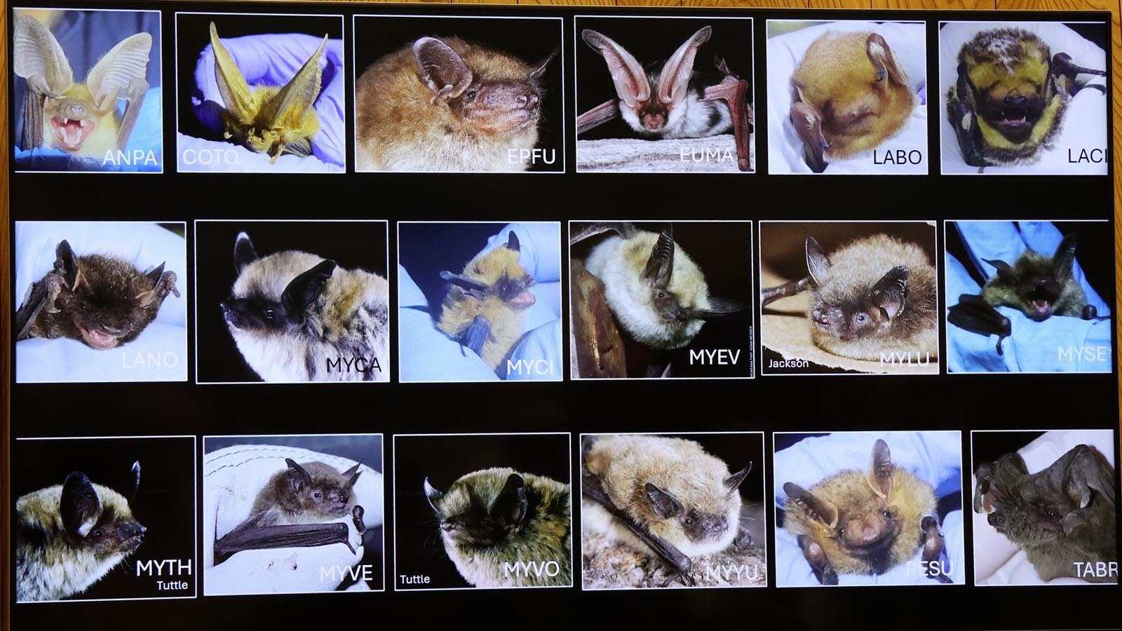 University of Wyoming Assistant Professor Riley Bernard shows 18 of the 20 bat species now in Wyoming.