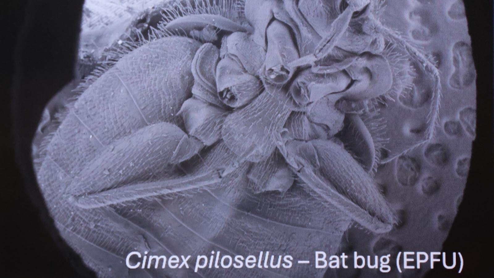 Magnification of one of the bugs attaching themselves to bats in Wyoming.