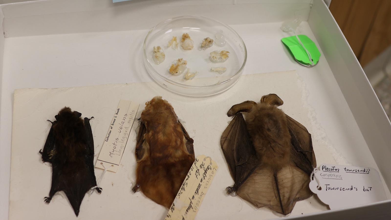 Bats on display at the Werner Wildlife Museum presentation by University of Wyoming Assistant Professor Riley Bernard.