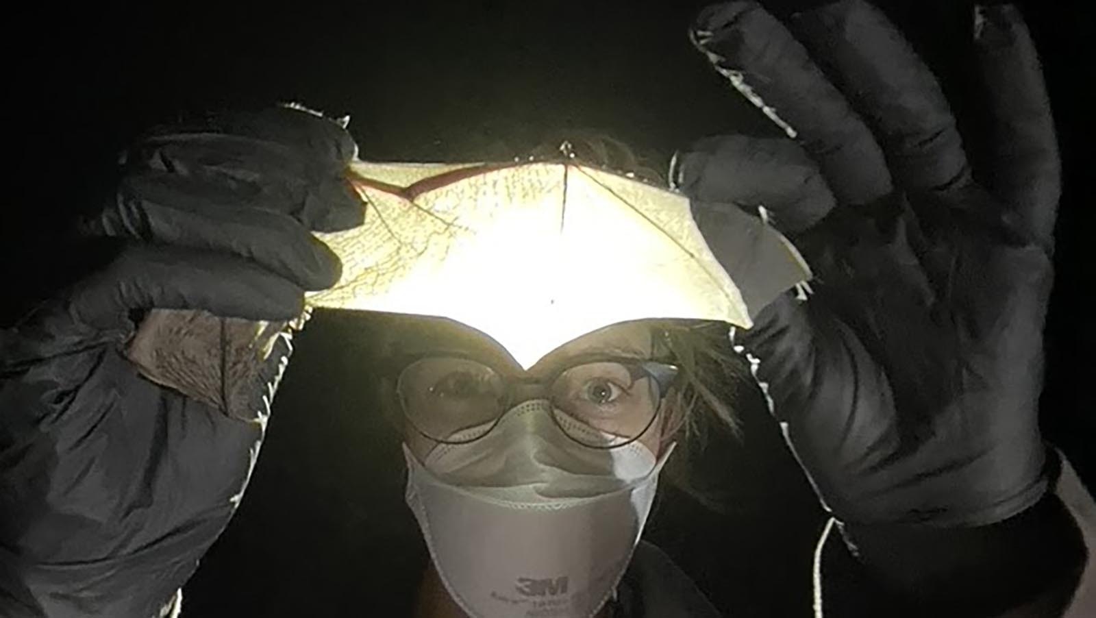 University of Wyoming graduate student Rene Lile examines the wing of a bat during her research into white-nosed syndrome.