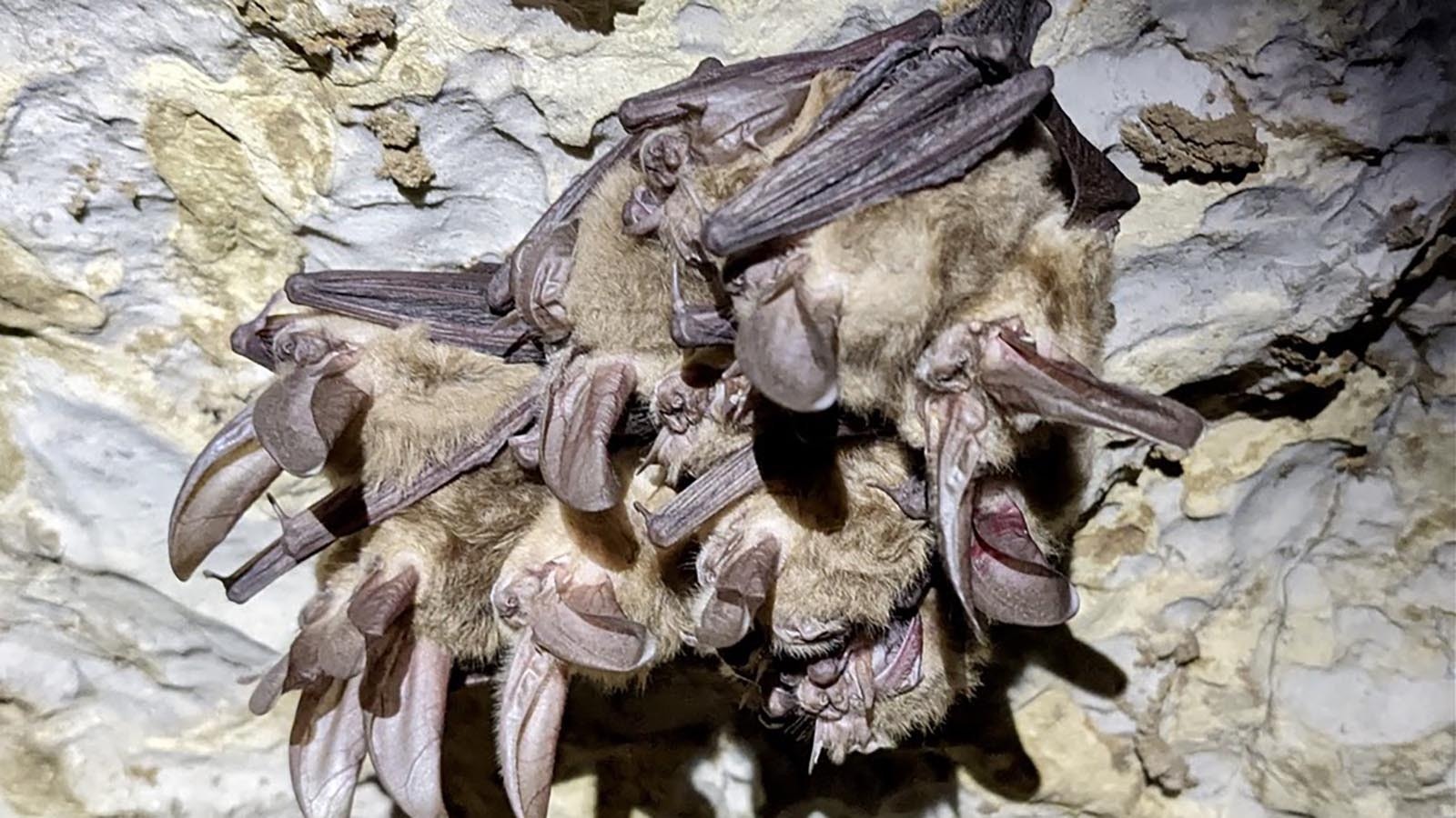 A photo of Townsend’s big-eared bats in a Wyoming cave.