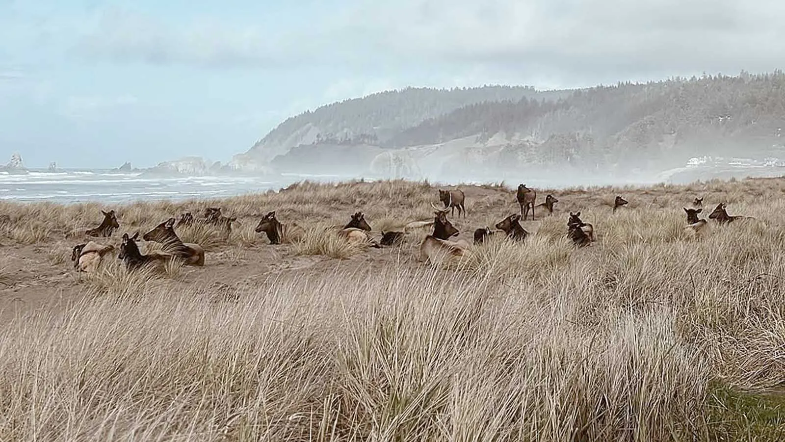 Tourists Try To Ride Elk Which Are Taking Over Beaches In Coastal ...