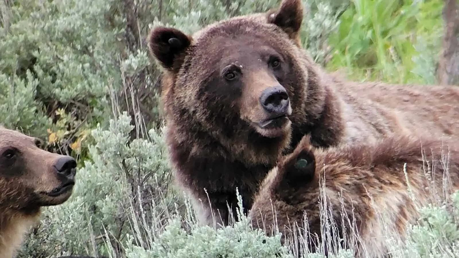 Grizzly bears, such as this female with cubs near Cody, would be brought under state management, according to a proposal put forward by U.S. Interior Secretary Doug Burgum.