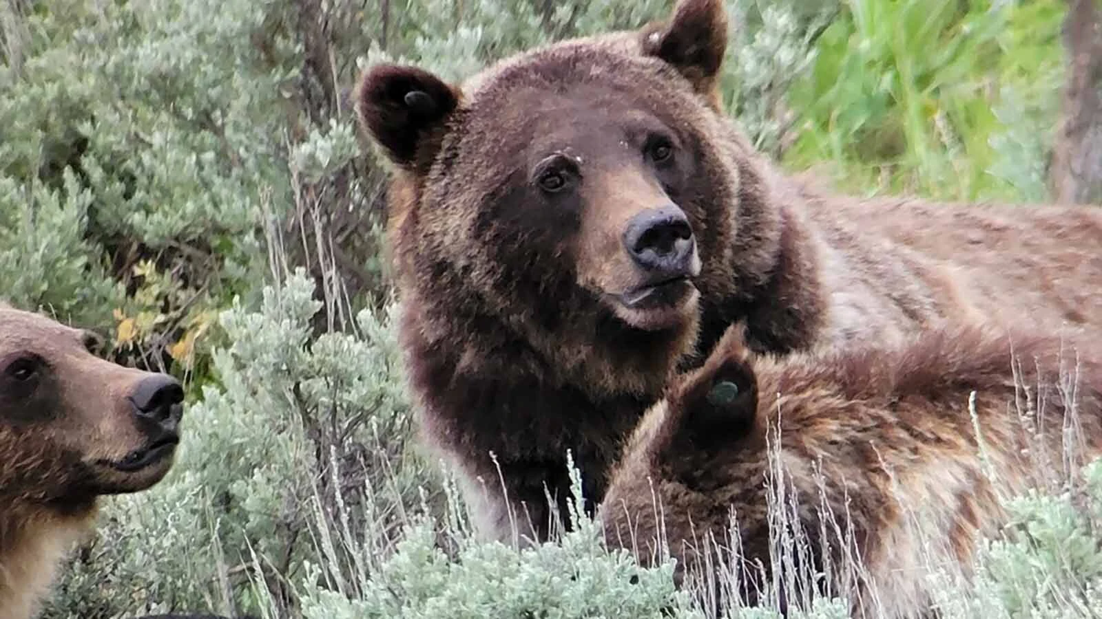 Grizzly bears, such as this female with cubs near Cody, would be brought under state management, according to a proposal put forward by U.S. Interior Secretary Doug Burgum.