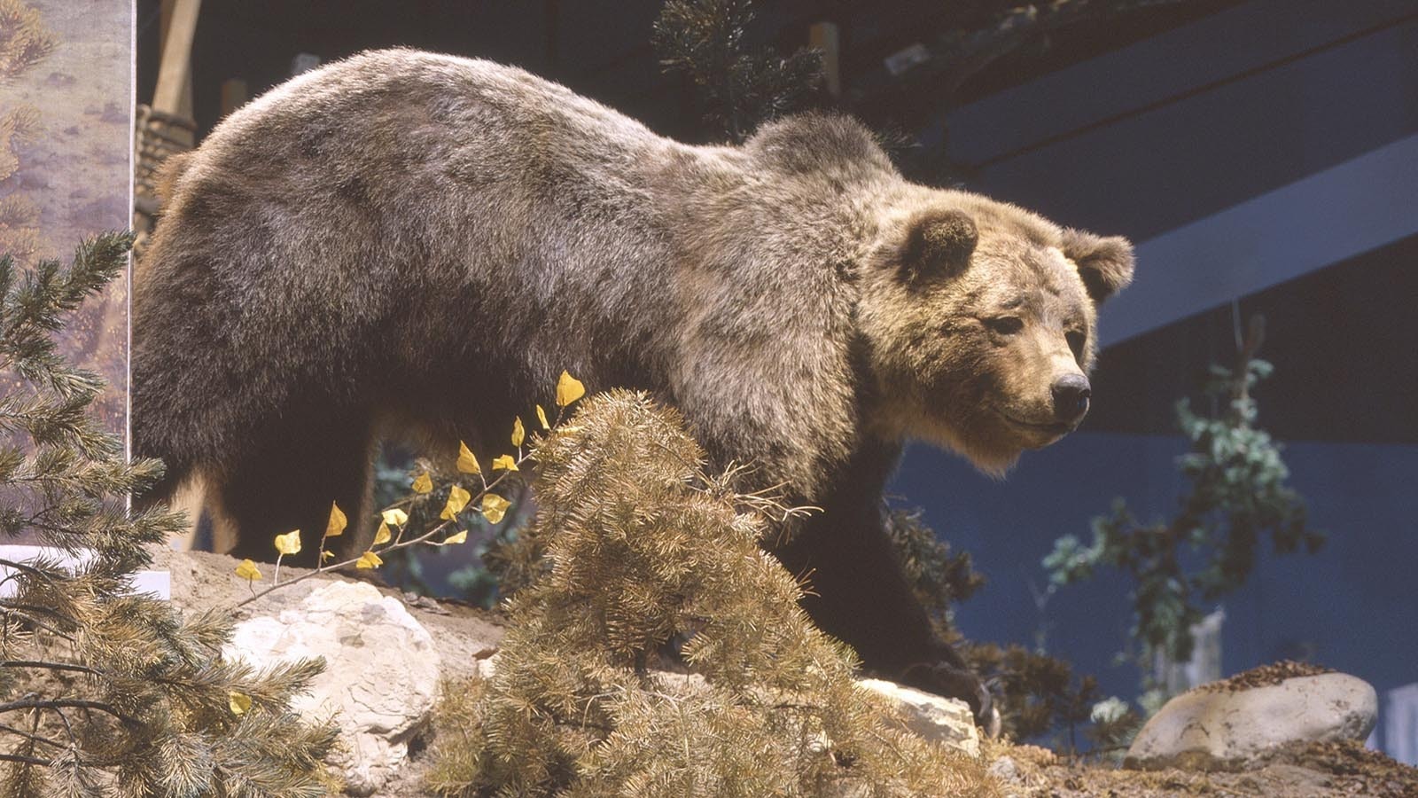 Grizzly 104 predated Grizzly 399 as Wyoming’s most famous bear, until she was struck and killed by a vehicle in 2001. A taxidermy mount of her is on display at the Draper Natural History Museum at the Buffalo Bill Center of the West in Cody.