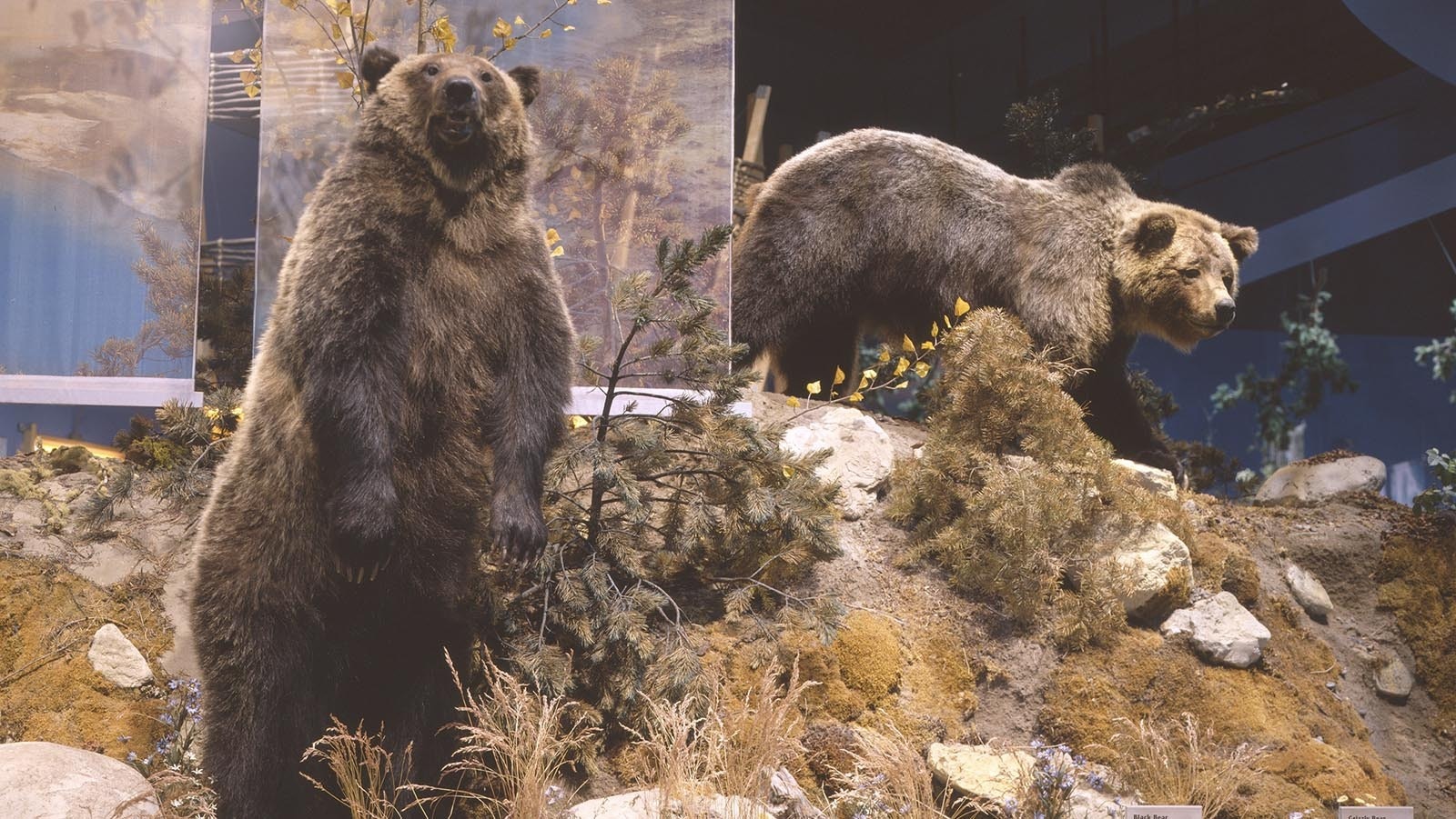 Grizzly 104 became Wyoming’s most famous bear in the late 1980s. She was struck and killed by a vehicle near Yellowstone National Park in 2001. Her last cub was later killed by wildlife agents after breaking into cabins. Taxidermy mounts of both bears on are display at the Draper Natural History Museum at the Buffalo Bill Center of the West in Cody.