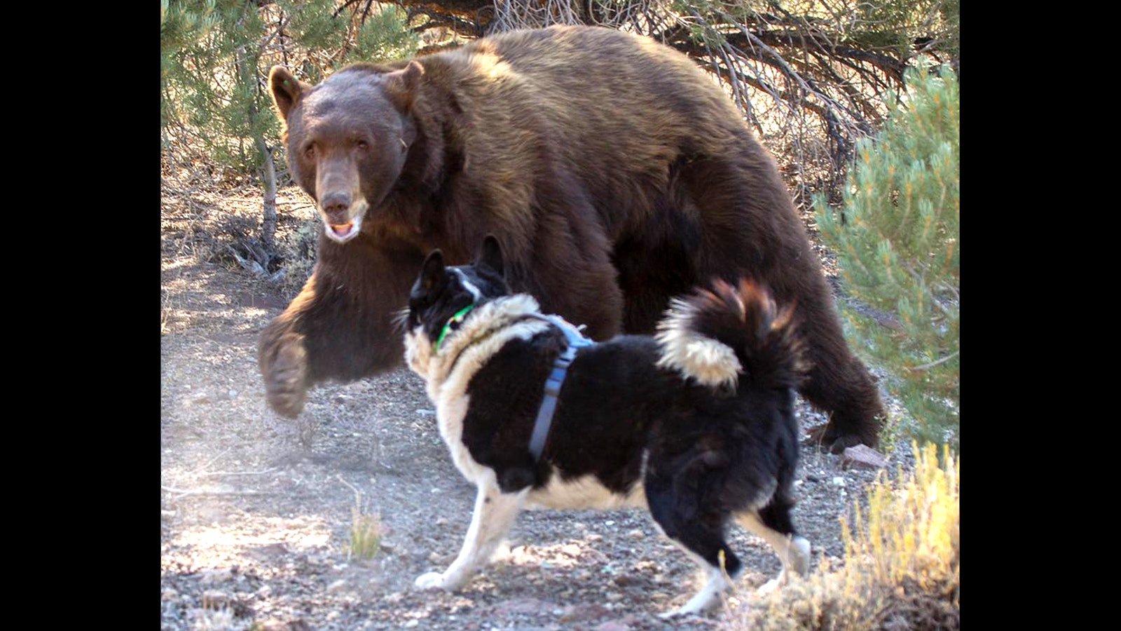 A Karelian bear dog catches the attention of a large bear. The dogs are trained to ward off bears while staying out of their deadly reach.