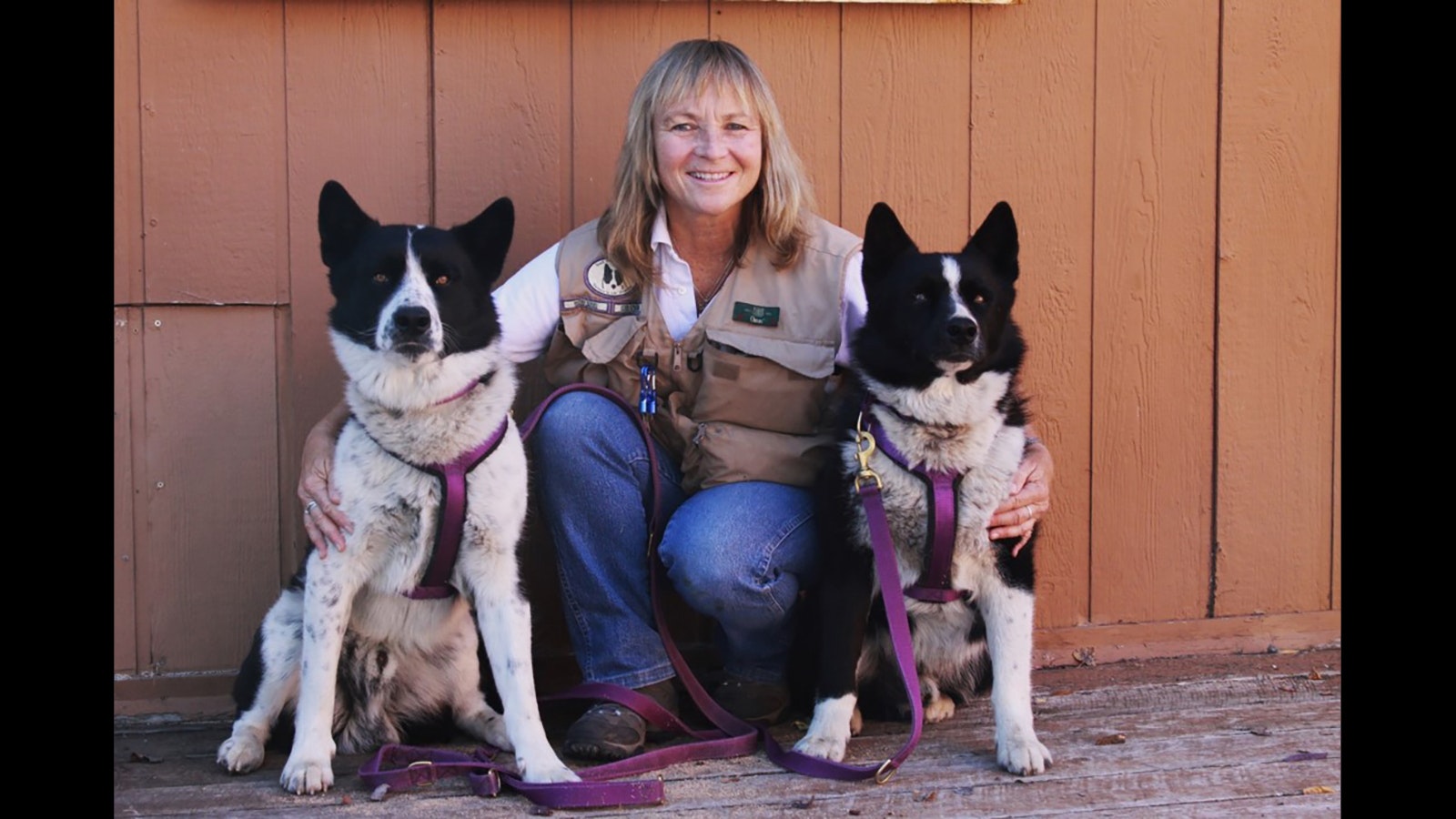 Carrie Hunt, of the Wind River Bear Institute in Florence, Montana, has been raising and training Karelian Bear Dogs for decades.
