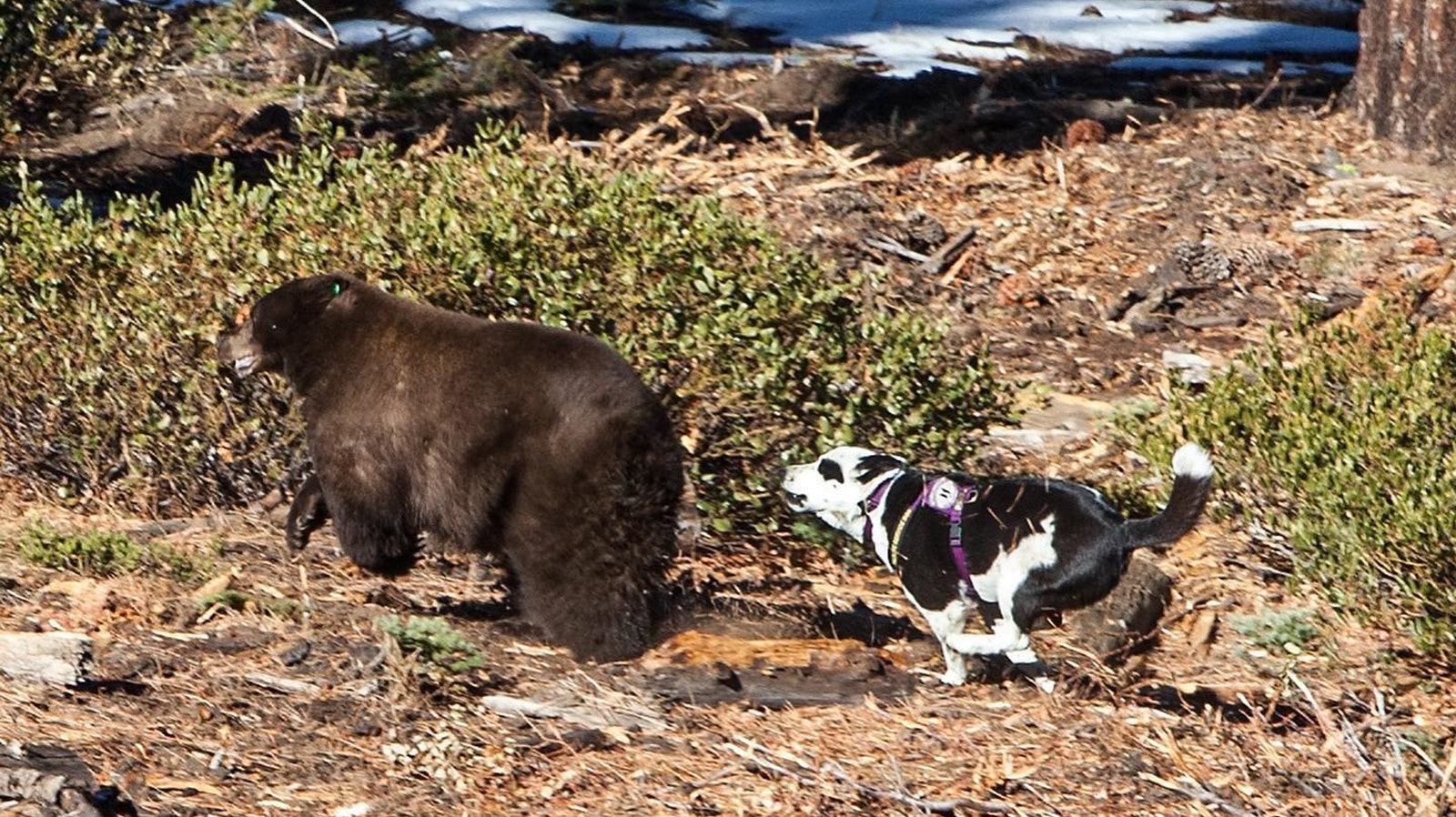 Karelian Bear Dogs can be trained to “shepherd” bears away from potential trouble spots, such as campgrounds.