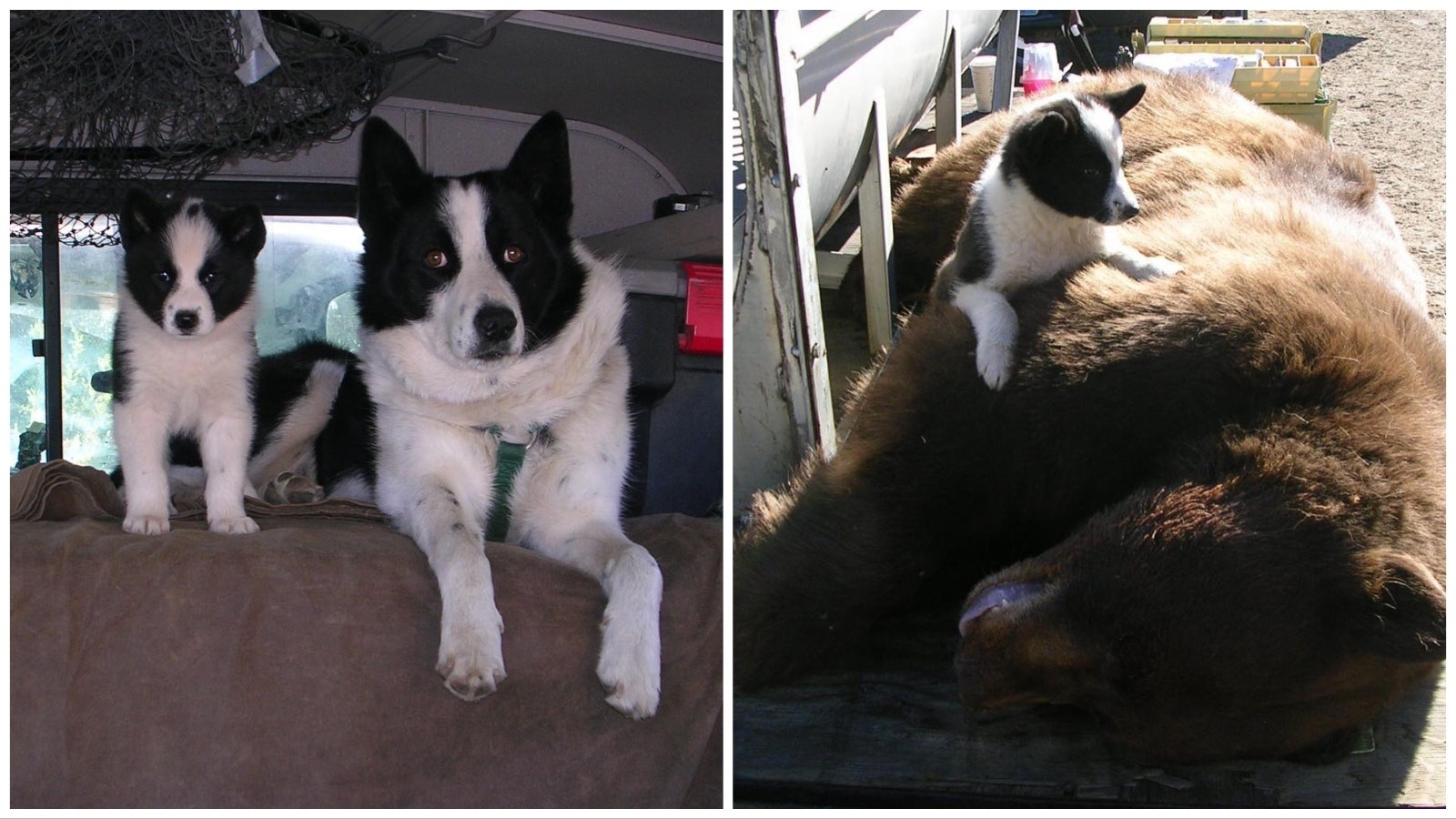 A Karelian bear dog and a pup, along with a downed bruin.