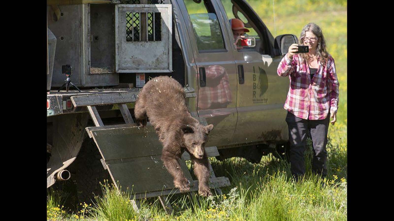 Idaho Black Bear Rehab Director Amy Kidwell watches as a Wyoming bear cub named Wyatt is released back into the wild.
