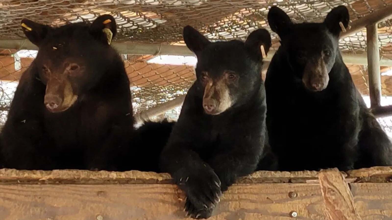 Riot, Georgie and Skip are among cubs that have been rescued and returned to the wild by Idaho Black Bear Rehab.