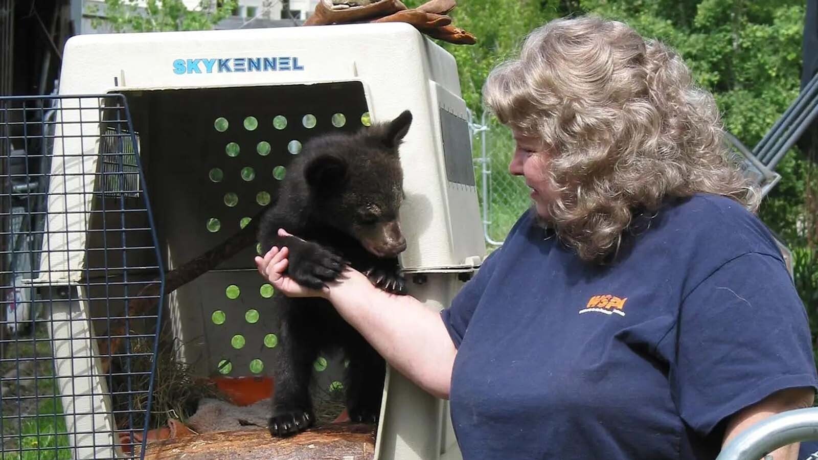 Sally Maughan founded Idaho Black Bear Rehab in Garden City, Idaho in 1989, and continued working with bear cubs until her death in 2021.