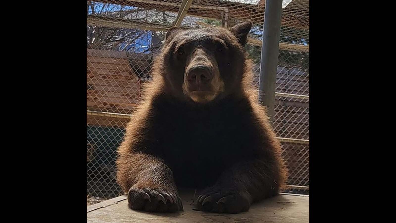 Whiskey is one of the few bears sent to Idaho Black Bear Rehab that couldn’t be returned to the wild. He lives in the Huston Zoo under the name Claud.