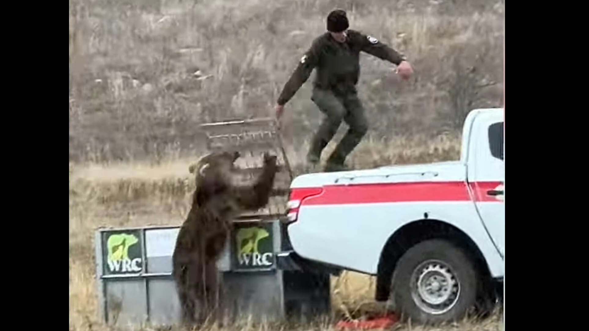 A brown bear turns and attacks a ranger in Armenia after being released.