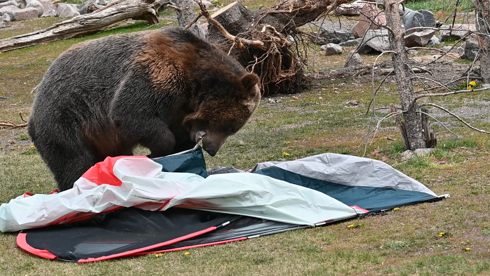 A grizzly trashes a tent during a demonstration about camping safely in bear country, put on by the Grizzly & Wolf Discovery Center in West Yellowstone, Montana.