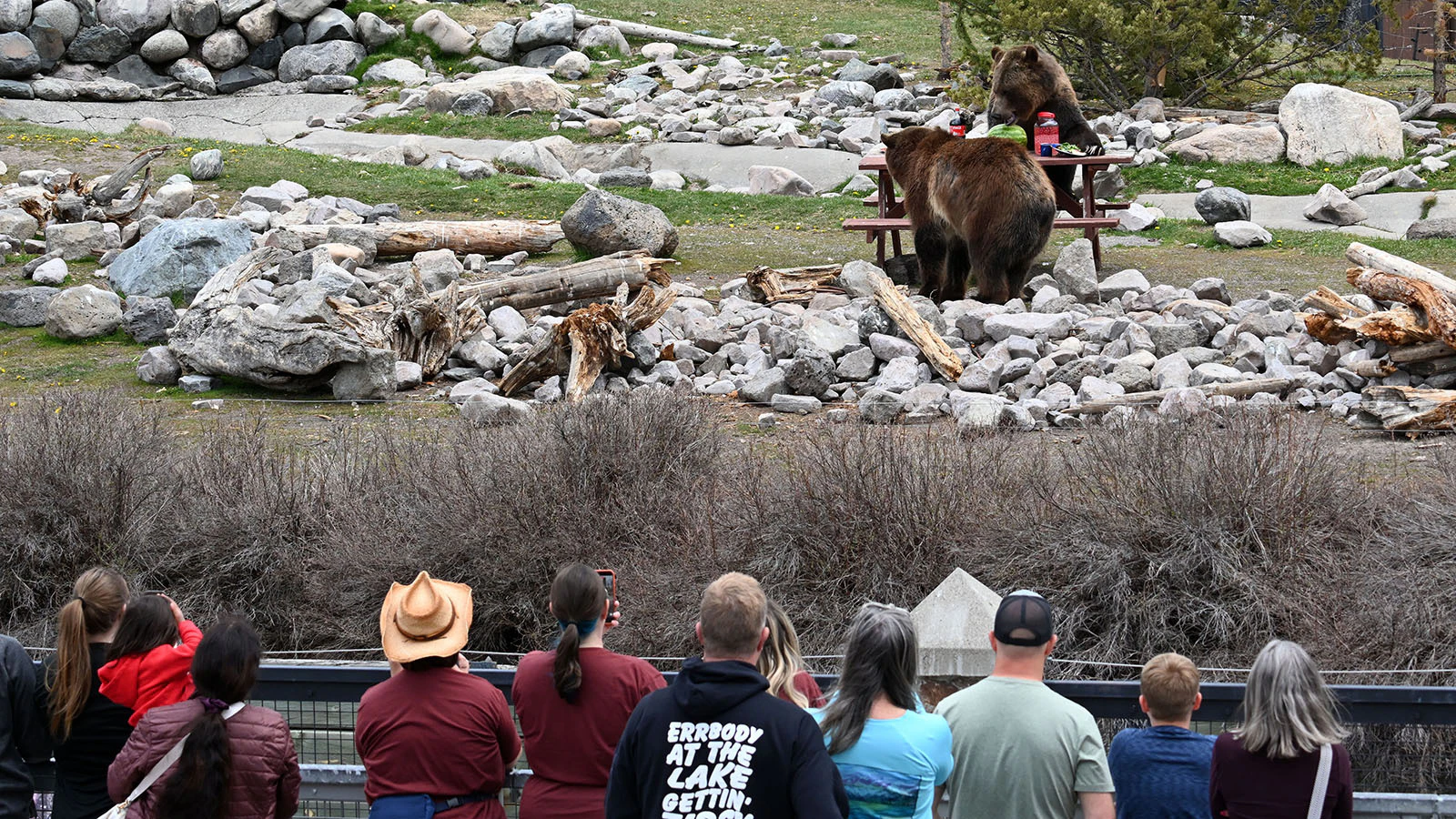 A crowd watches grizzlies trash a fake campsite at the Grizzly & Wolf Discovery Center in West Yellowstone, Montana.