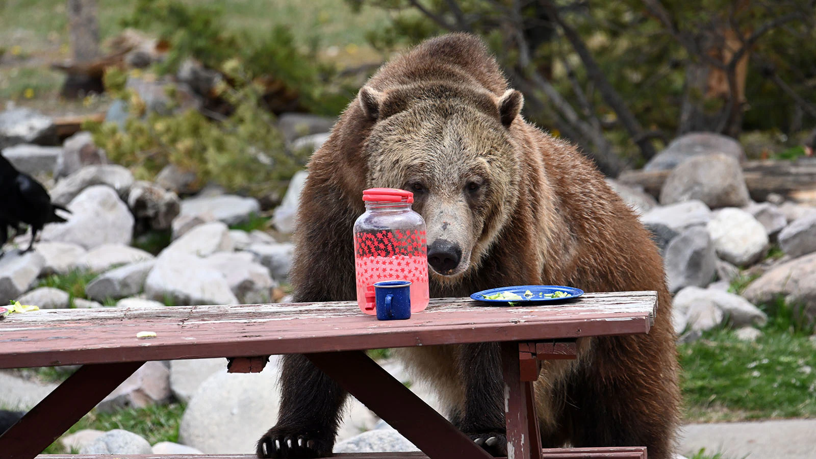 To teach visitors about camping safely in bear country, grizzlies get to trash a fake campsite at the Grizzly & Wolf Discovery Center in West Yellowstone, Montana.