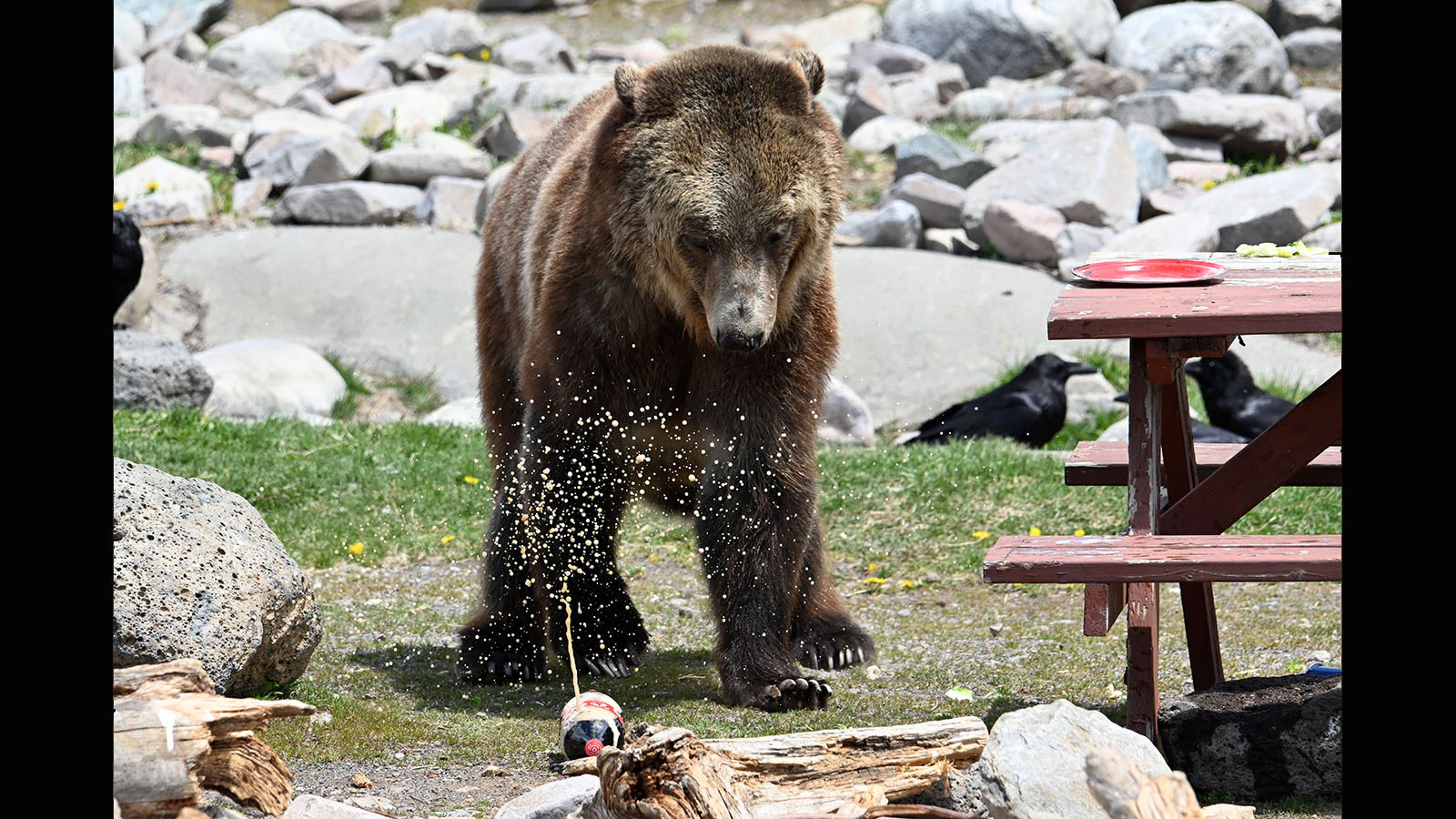 A grizzly is startled by the spray from a bottle of Coke that the bear punctured during a demonstration at the Grizzly & Wolf Discovery Center in West Yellowstone, Montana.