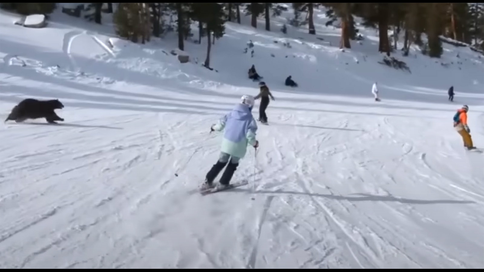 A skier on a California slope was taking video when this bear charged across, missing skiers by inches before barreling down the other side of the slope.