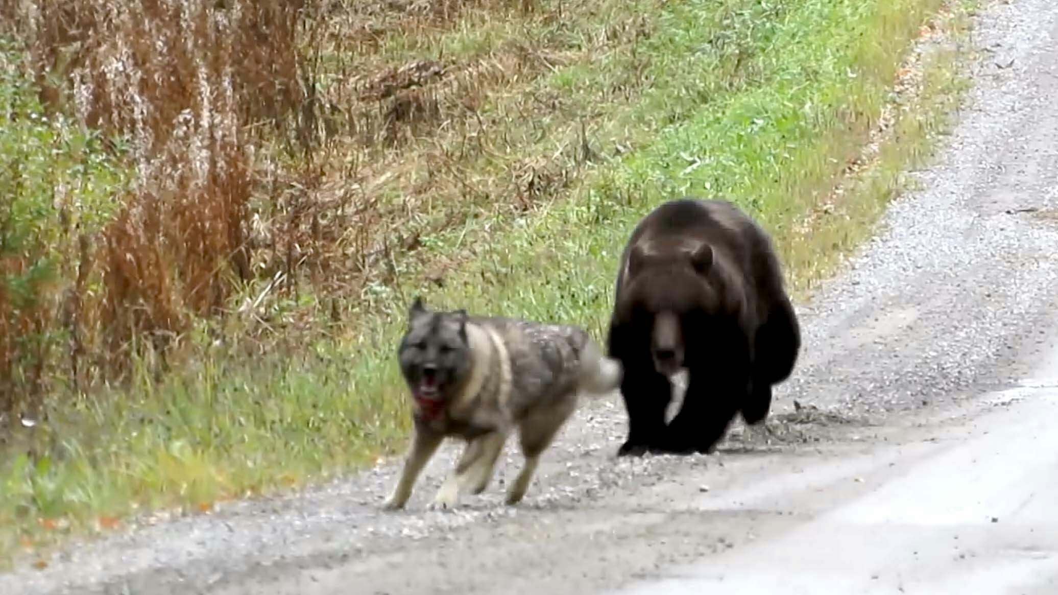 People might think their dogs would rush in to save them from a mauling if a grizzly attacks. But you shouldn’t bet your life on it. Research shows Fido is more likely to get the bear mad, then run, leaving their owners to become brunch.