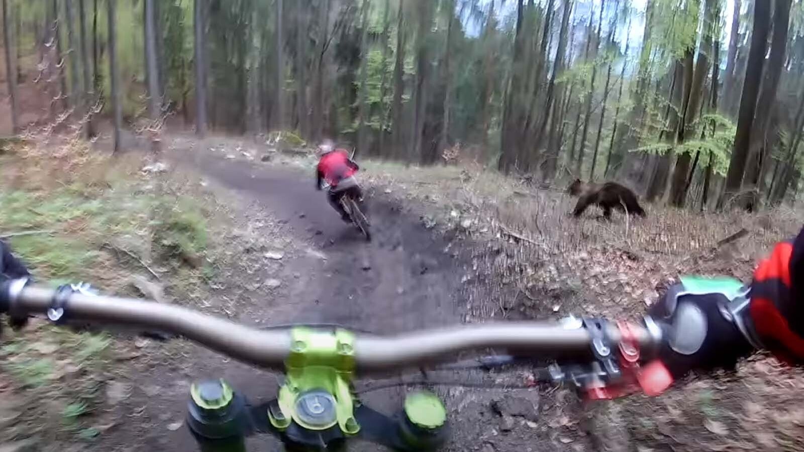 A pair of mountain bikers were surprised when a bear showed up to chase them on a trail.