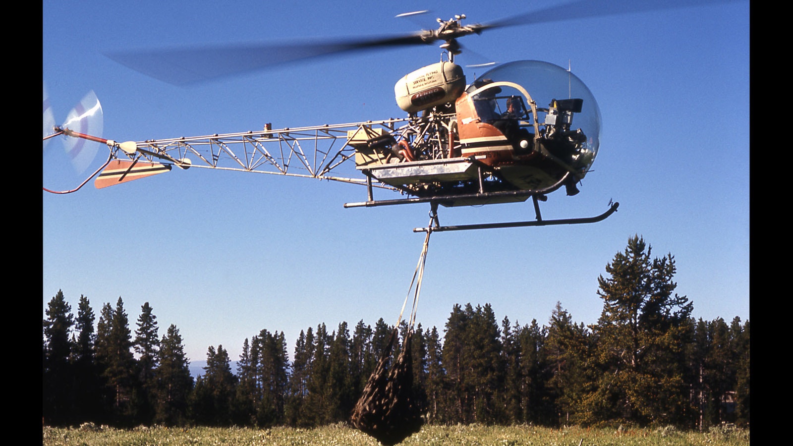 A grizzly bear is transported in a strong net hanging from a helicopter in Yellowstone National Park in 1970.