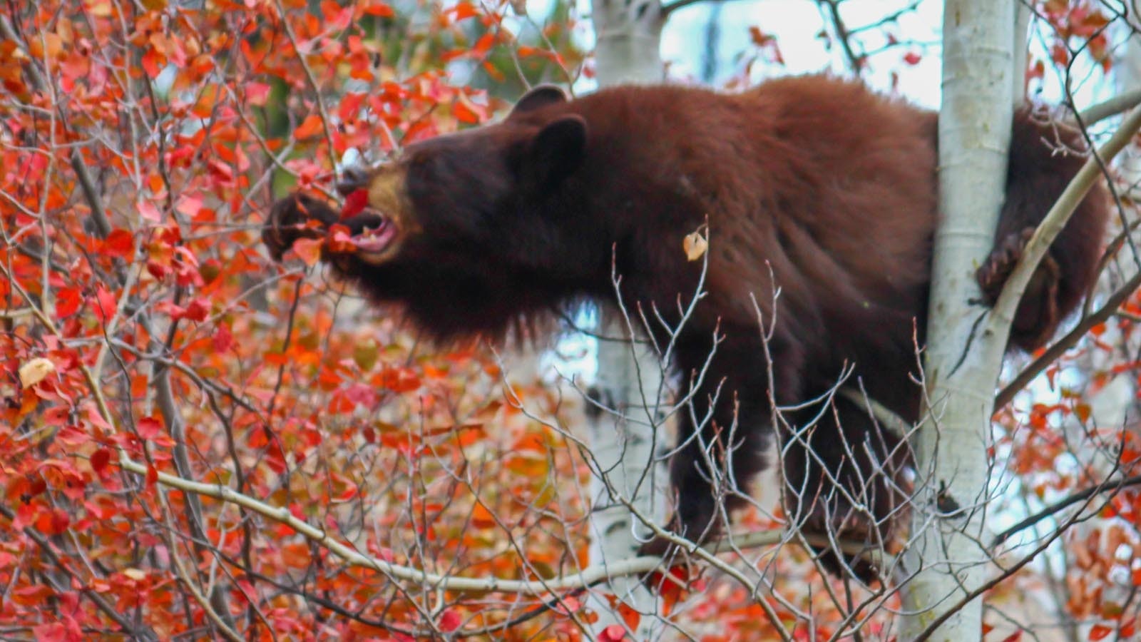 A 2-year-old black bear cub climbed a birch tree to get to a bush full of huckleberries.