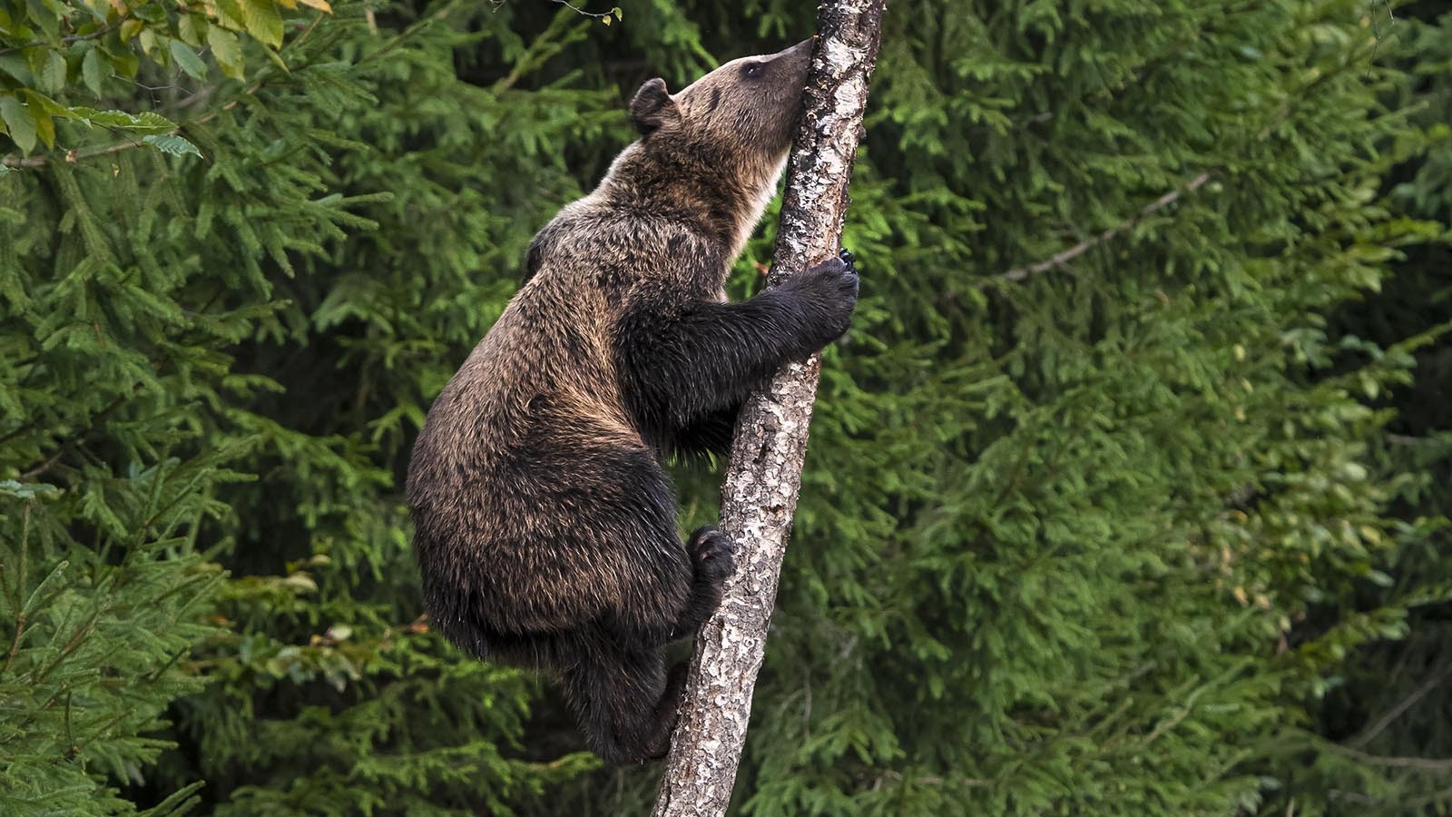 Contrary to what some believe, grizzly bears can — and do — climb trees.