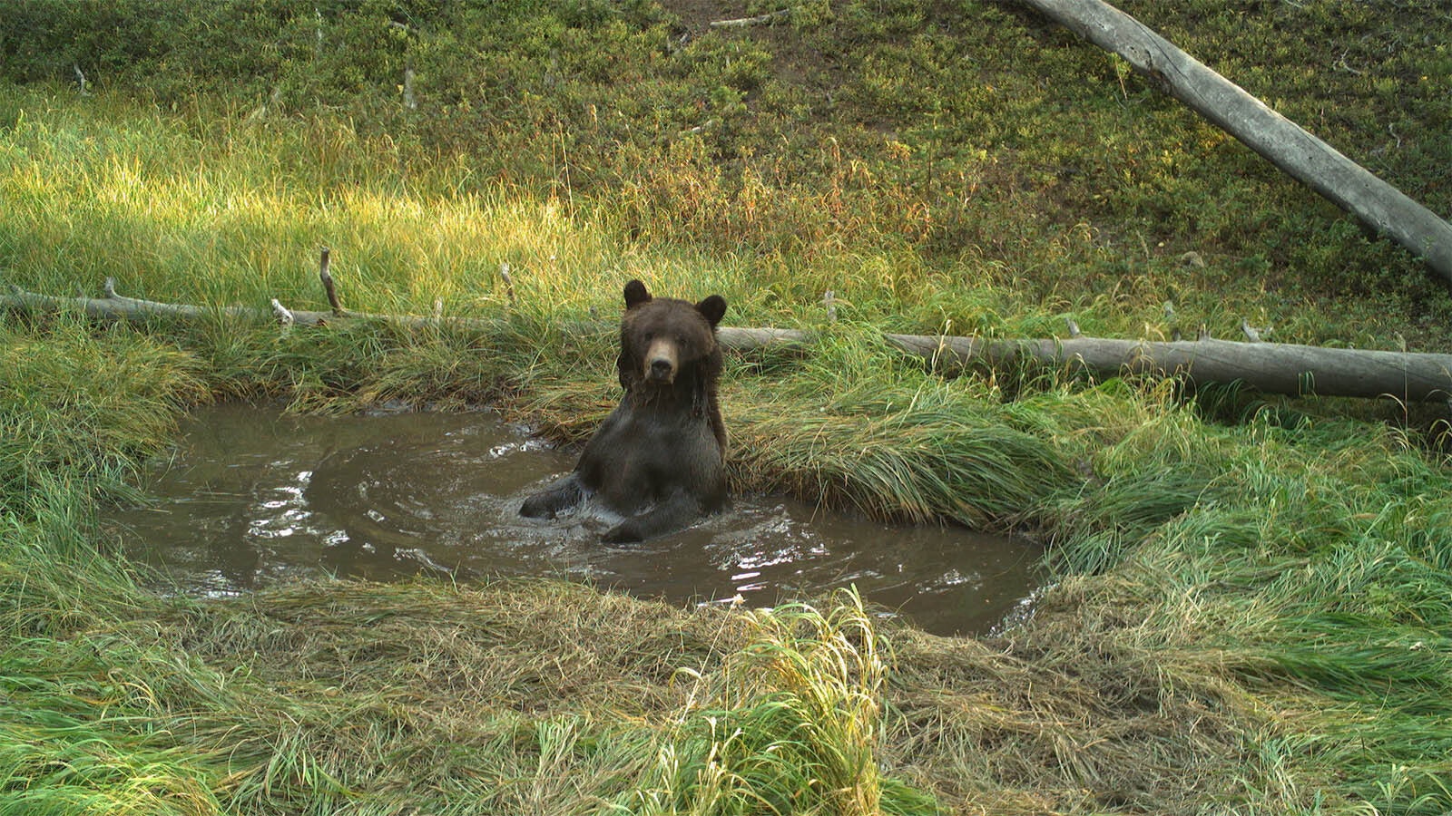 Bears don’t sweat, so they must use small pools in isolated parts of Yellowstone National Park to cool off during the summer.