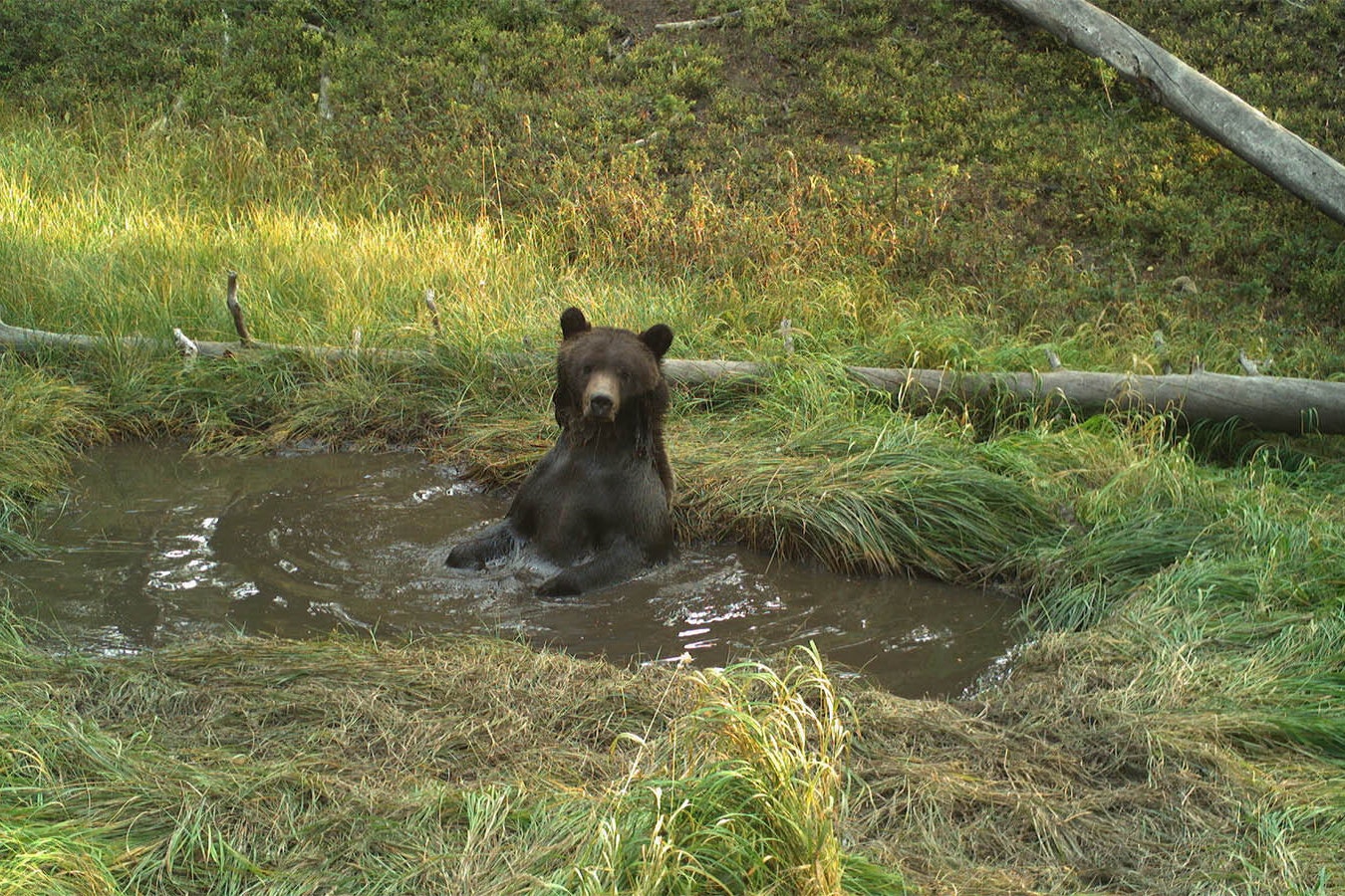Bears don’t sweat, so they must use small pools in isolated parts of Yellowstone National Park to cool off during the summer.
