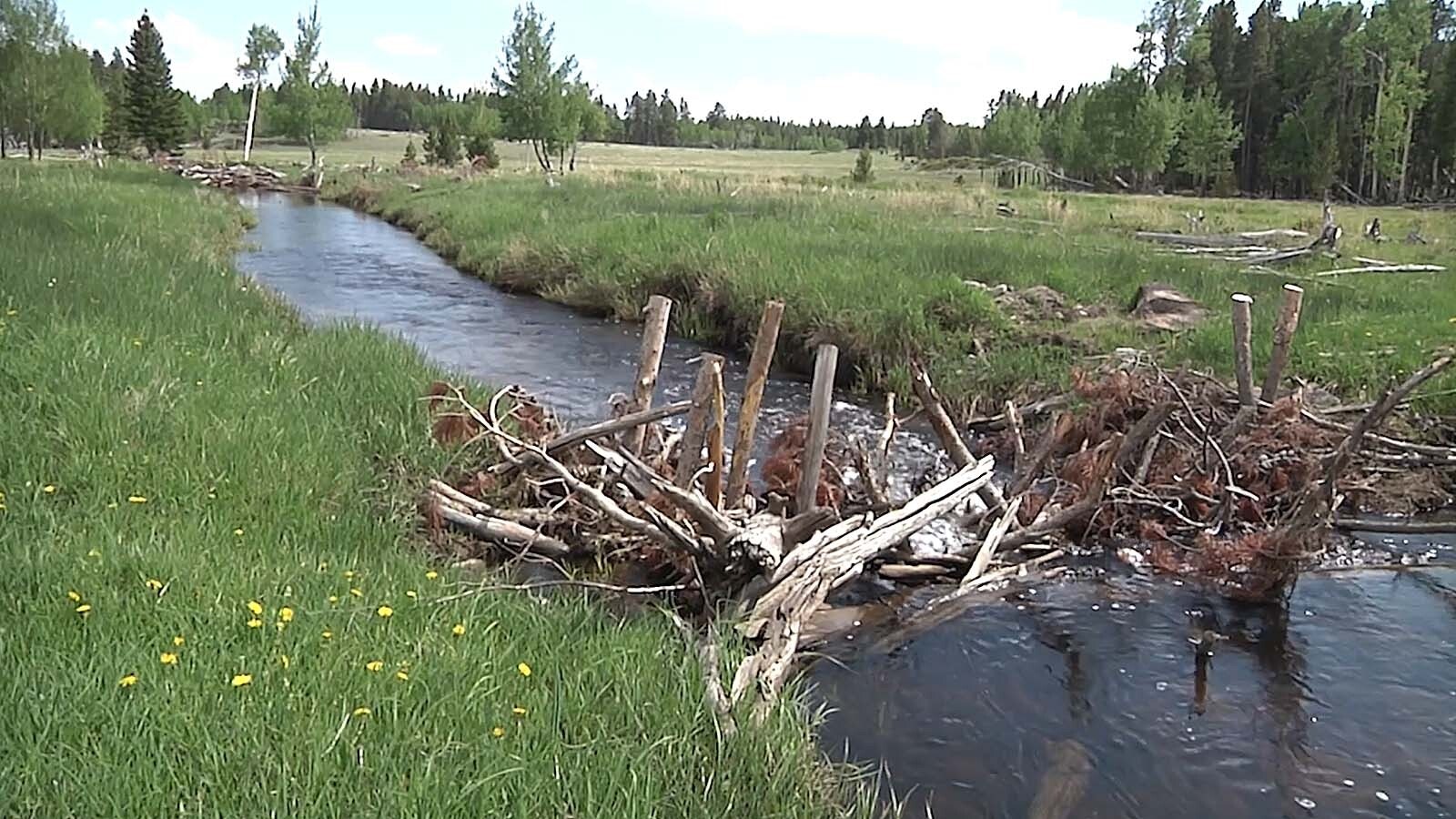 The population of beavers on the Bighorn National Forest in Wyoming has declined by more half in recent years. Officials have built roughly 150 artificial beaver dams to make up for it.