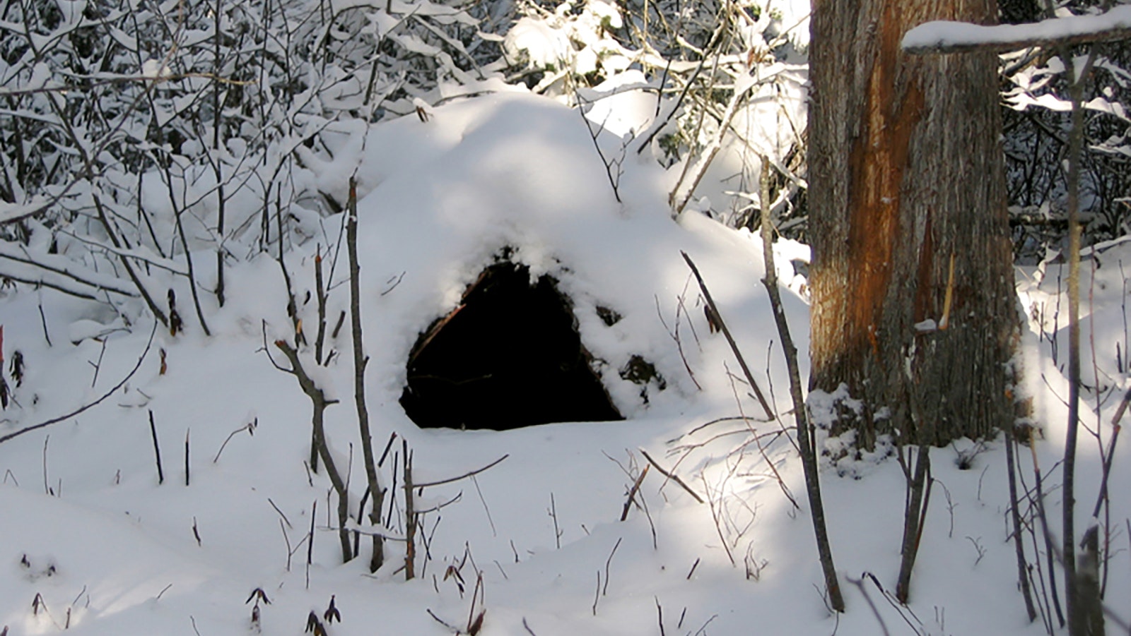 A den where a mother bear and her cubs dug out in a hollow of tree roots.
