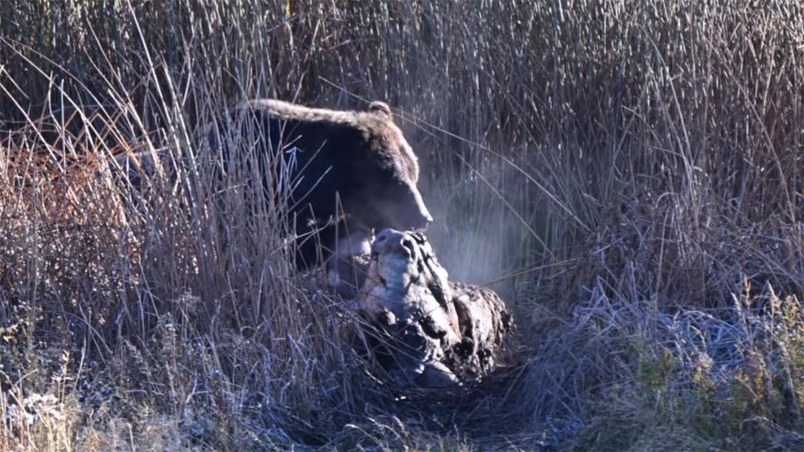 A popular Yellowstone National Park grizzly called Ojo claws the brains from a bison carcass. He was one of four male grizzlies feasting on the carcass.