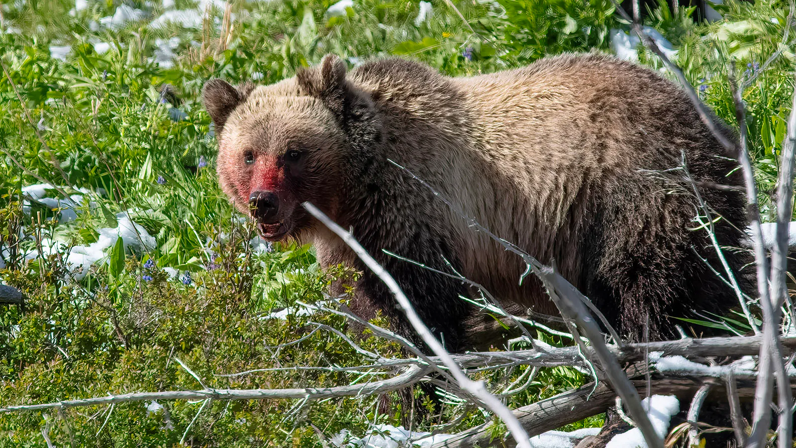 A young female grizzly named Storm had a bloody muzzle after devouring a calf elk alive in Yellowstone National Park.