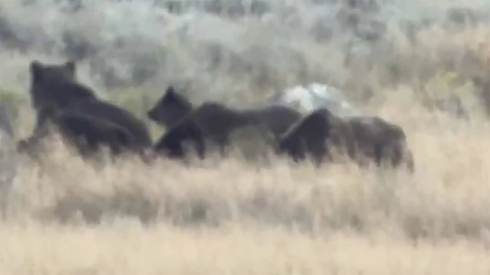 A mob of grizzlies homed in on a single big game carcass north of Yellowstone National Park. Luckily, there were no fights as they took turns eating.