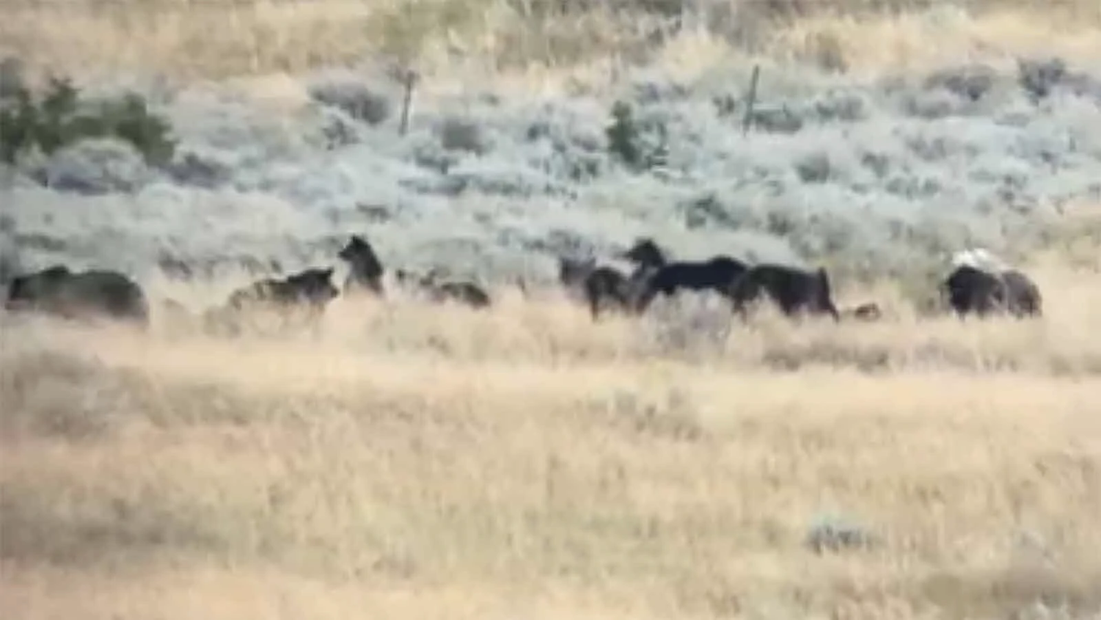 A mob of grizzlies homed in on a single big game carcass north of Yellowstone National Park. Luckily, there were no fights as they took turns eating.