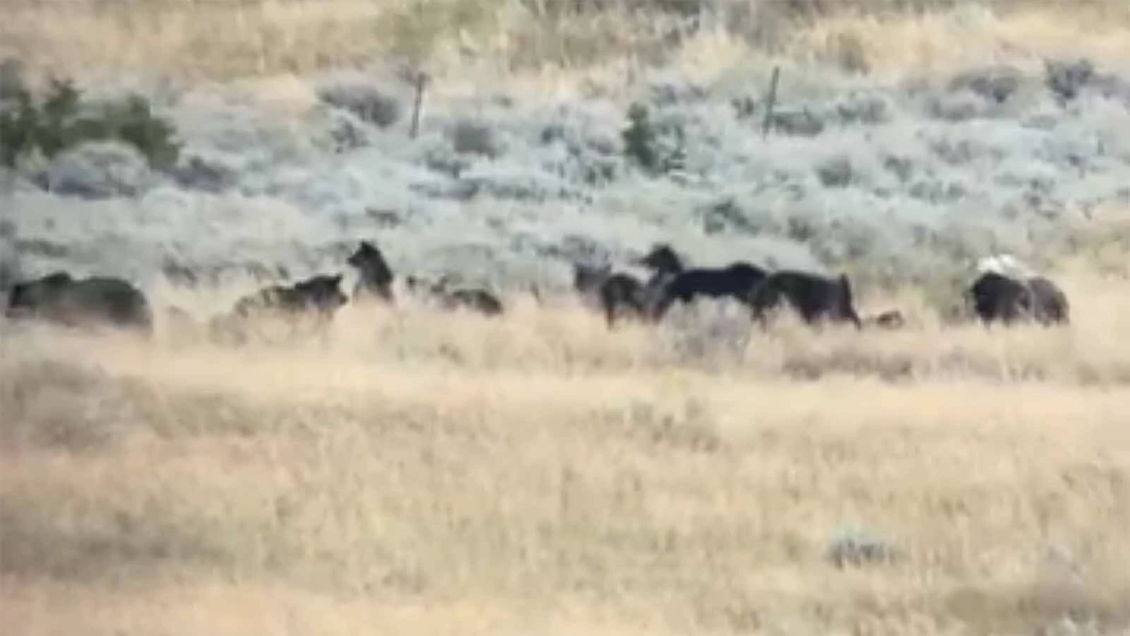 A mob of grizzlies homed in on a single big game carcass north of Yellowstone National Park. Luckily, there were no fights as they took turns eating.