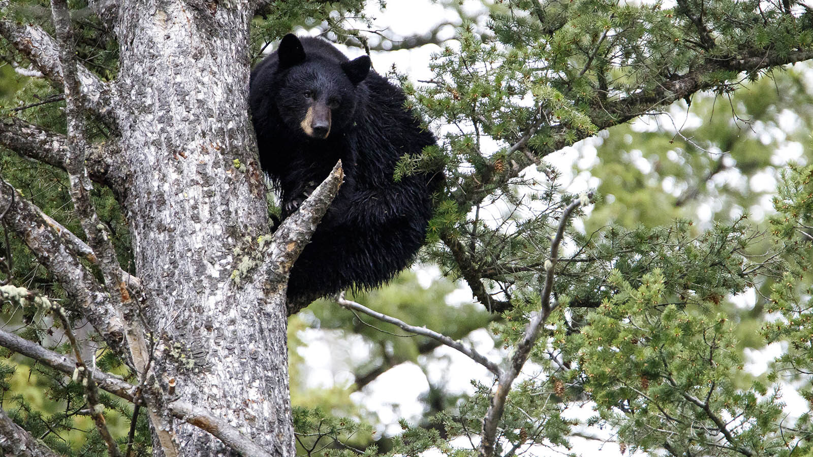 Yes, Bears Falling Out Of Trees And Killing People Is A Real Thing ...