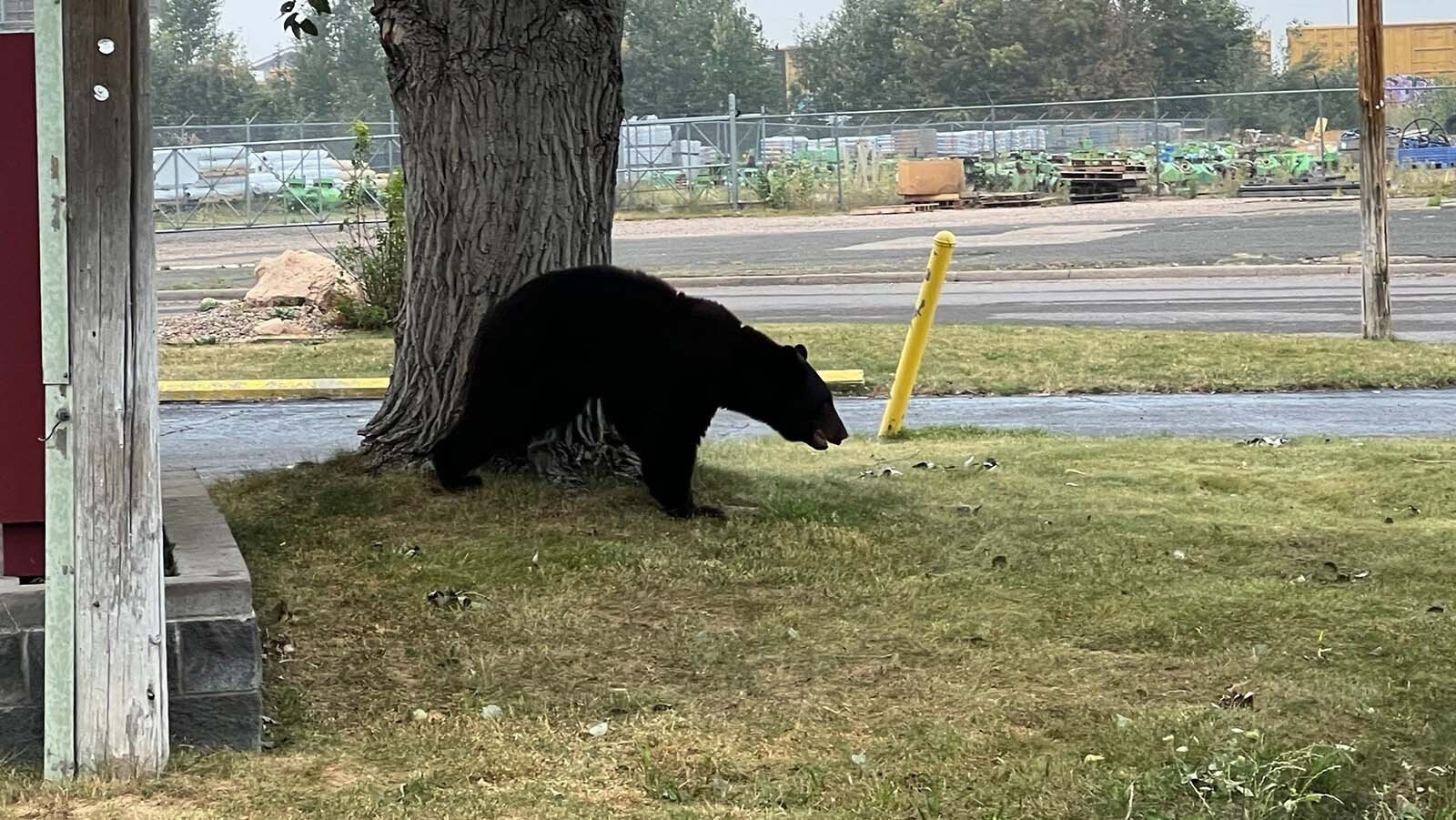 This black bear, reported to have an injured paw, was captured alive in Cheyenne’s Clear Creek Park. Its injuries were deemed minor, and it was set free in the Snowy Range Mountains.