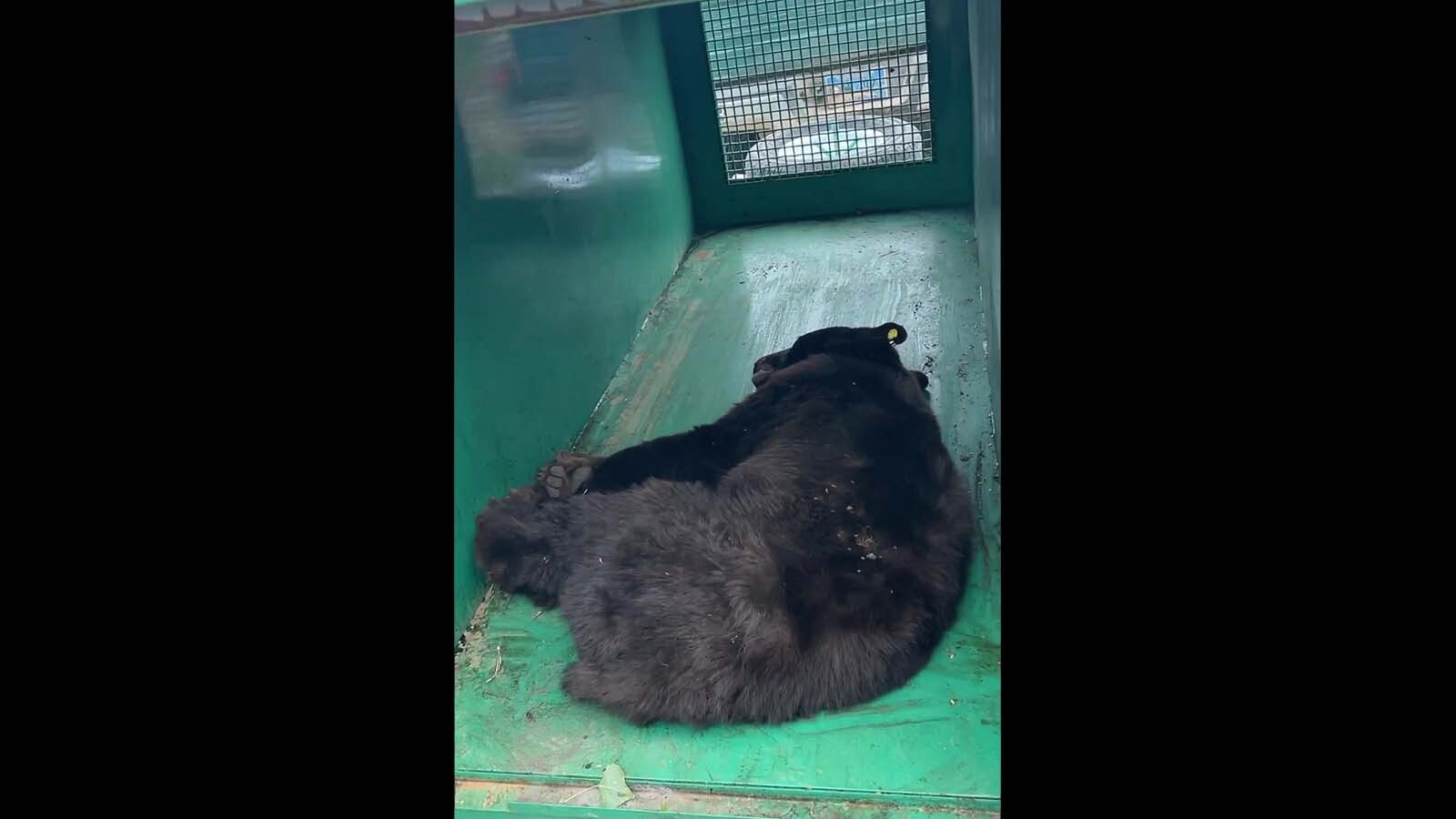 A bear with a hurt paw was captured in a Cheyenne park Sunday. It was relocated to the Snow Range Mountains.