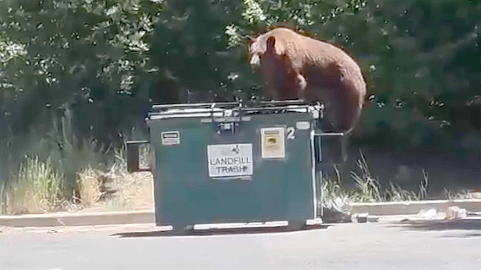 black bear tries braking into a dumpster in Durango, Colorado. There have been 77 reported bear-related incidents in the area so far this summer, 39 involving trash. (