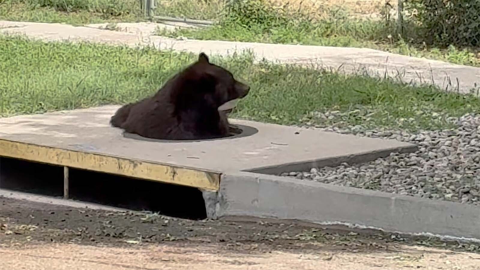 A big male black bear that got stranded in the storm drains under Colorado Springs got out by climbing out of a manhole. While startling, the incident also illustrates what wildlife officials say is becoming common in the city.